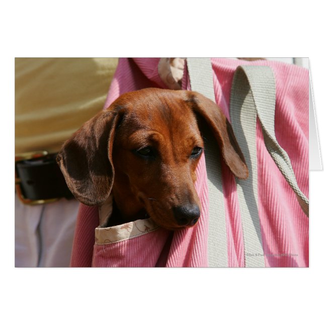 Smooth-haired Miniature Dachshund Puppy (Front Horizontal)