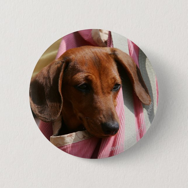 Smooth-haired Miniature Dachshund Puppy 6 Cm Round Badge (Front)