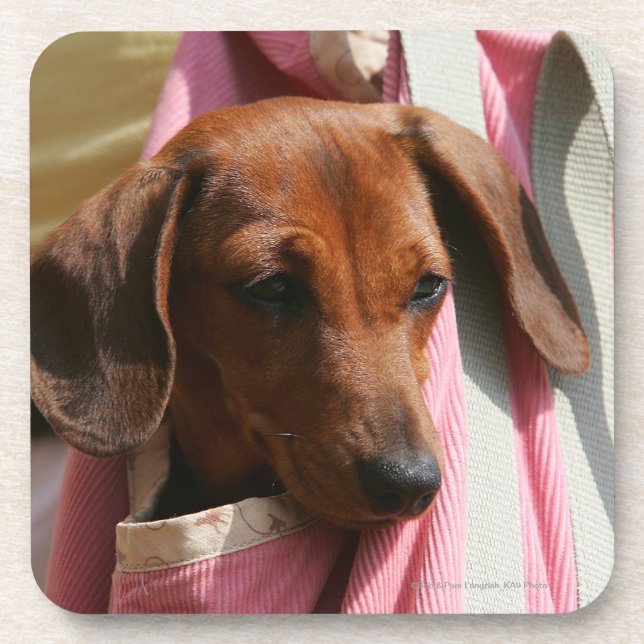 Smooth-haired Miniature Dachshund Puppy Coaster (Front)