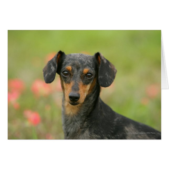 Smooth-haired Miniature Dachshund Puppy Looking at (Front Horizontal)