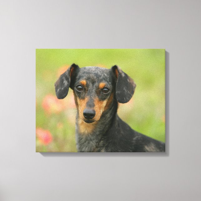 Smooth-haired Miniature Dachshund Puppy Looking at Canvas Print (Front)
