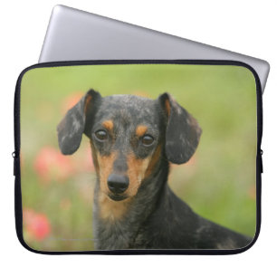 Smooth-haired Miniature Dachshund Puppy Looking at Laptop Sleeve