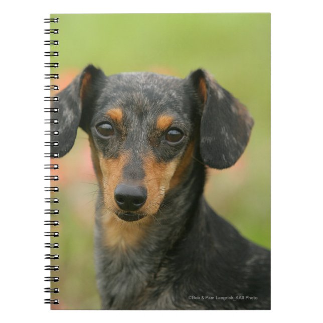 Smooth-haired Miniature Dachshund Puppy Looking at Spiral Notebook (Front)