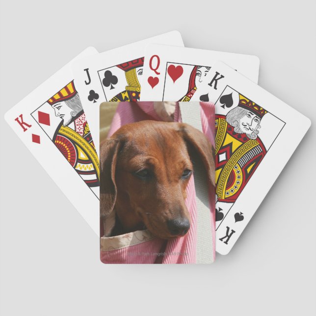 Smooth-haired Miniature Dachshund Puppy Playing Cards (Back)