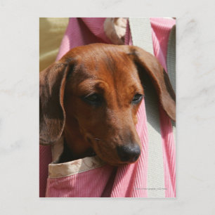 Smooth-haired Miniature Dachshund Puppy Postcard