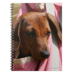 Smooth-haired Miniature Dachshund Puppy Spiral Notebook