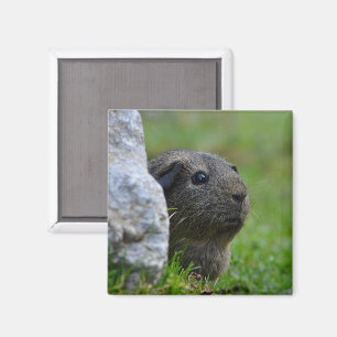 Smooth, Lemon Agouti Guinea Pig in Grass Magnet