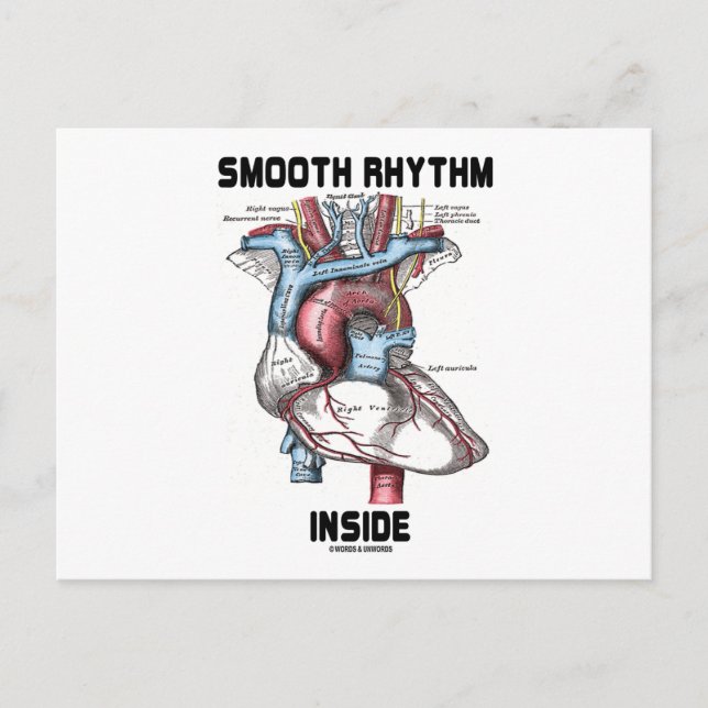 Smooth Rhythm Inside (Medical Anatomical Heart) Postcard (Front)