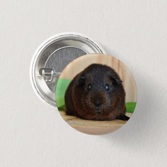 Smooth, Short Hair, Golden Agouti Guinea Pig 3 Cm Round Badge (Front & Back)