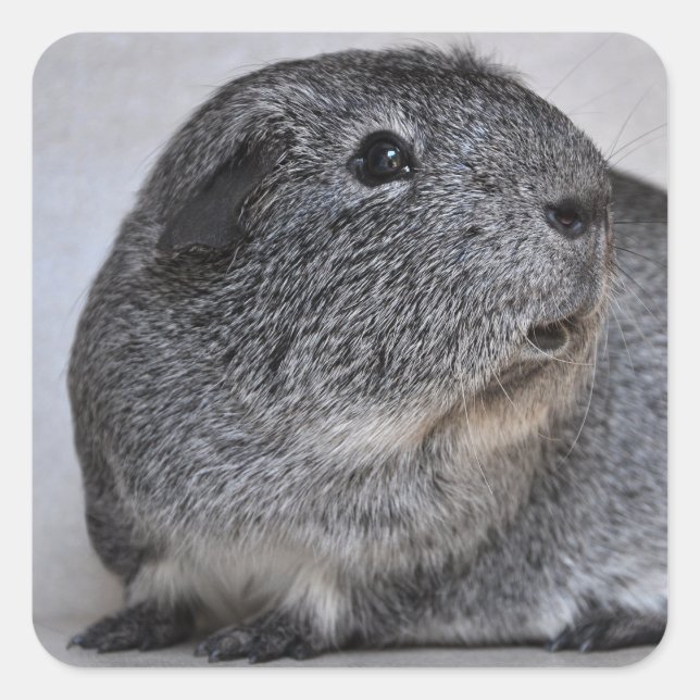 Smooth, Silver Agouti Guinea Pig Square Sticker (Front)