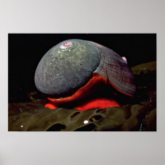 Smooth turban (Norrisia norrisii) Shell Poster