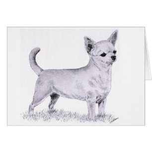 Smoothcoat chihuahua - standing