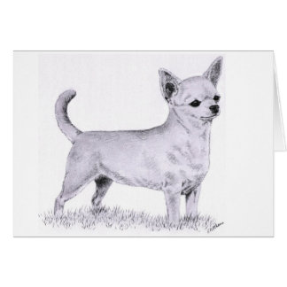 Smoothcoat chihuahua - standing