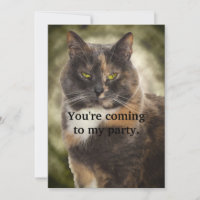 Smug Kitty - Do What You Want?
