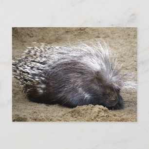 Smug Porcupine With Mop Of Large Hair On Head Postcard