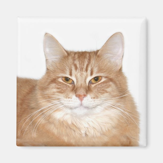 Smug smiling cat magnet (Front)