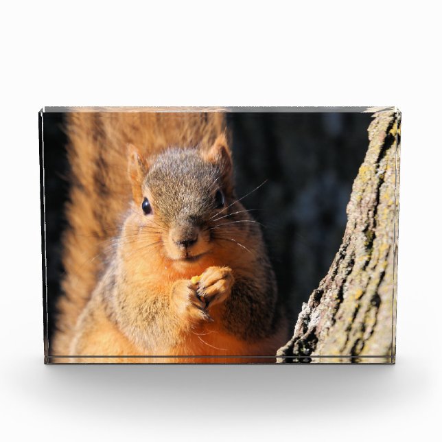 Snack time photo block (Front)
