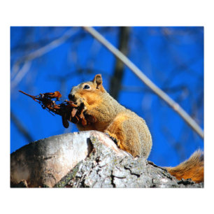 Snack time photo print