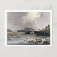 Snags (sunken trees) on the Missouri, plate 6 from