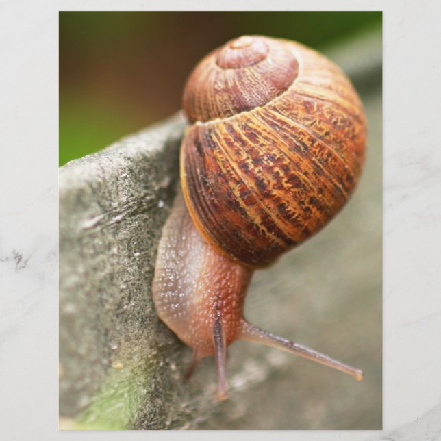 snail (Front)