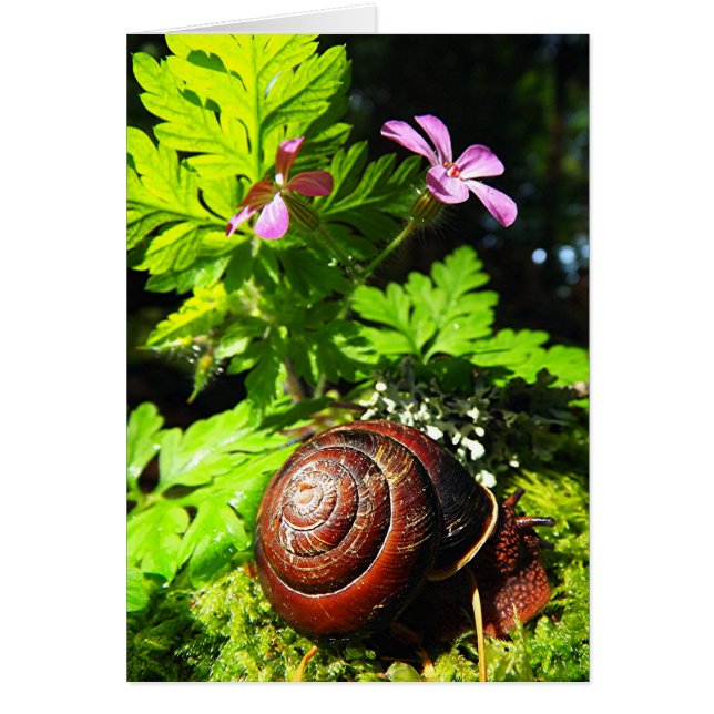 Snail (Front)