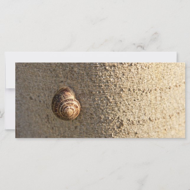 Snail (Front)