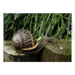 Snail