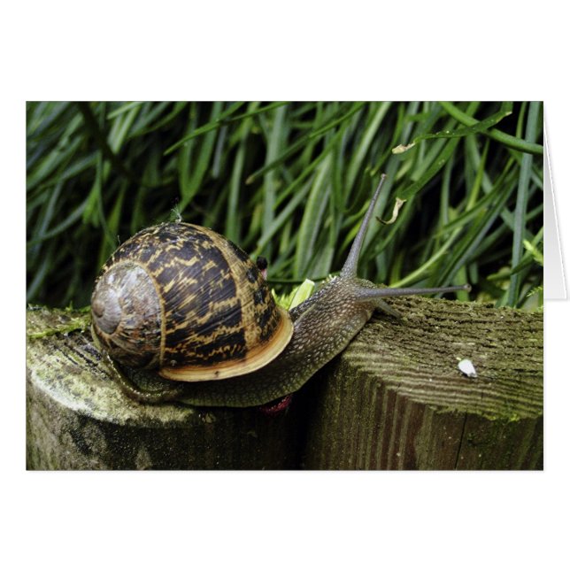 Snail (Front Horizontal)