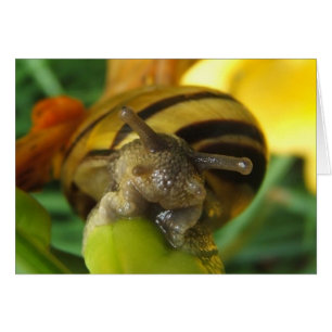 Snail 186 ~ card