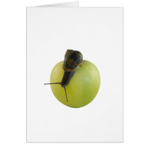 Snail and apple