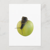 Snail and apple