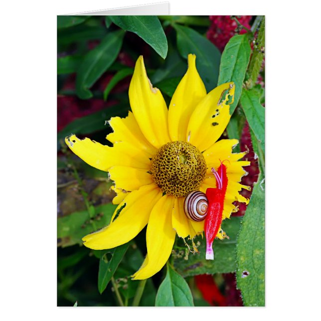 Snail and Blossom (Front)