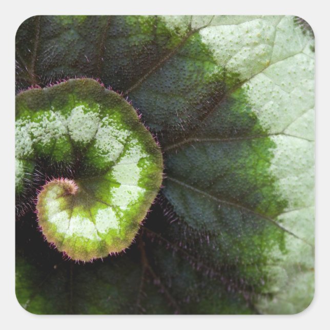 Snail Begonia Leaf Square Sticker (Front)