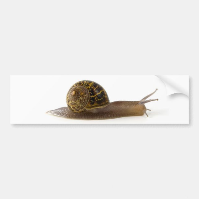 snail bumper sticker (Front)
