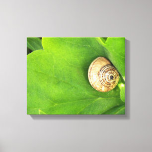 snail canvas print