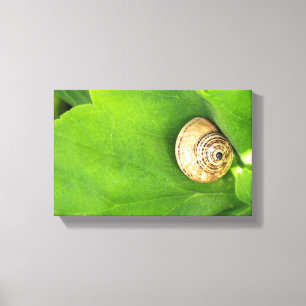 snail canvas print