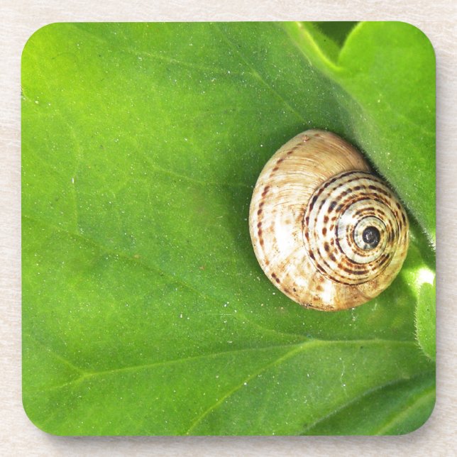 snail coaster (Front)