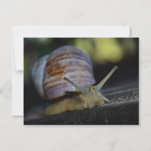 Snail crawling on ledge postcard