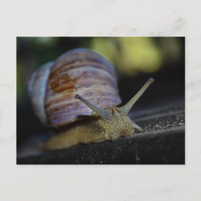 Snail crawling on ledge postcard (Front)