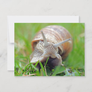 Snail eating Grass Postcard
