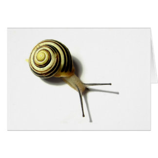 SNAIL FROM JUNGLEWALK.COM