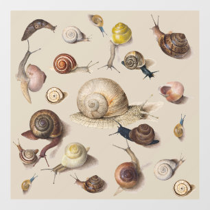Snail Garden Pet Gastropod Slug Botanical Snails