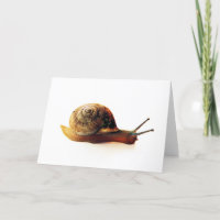 Snail