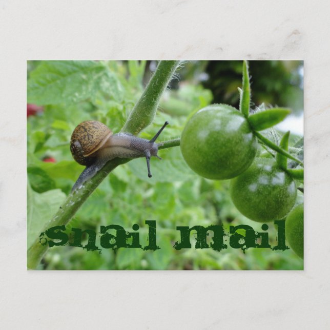 Snail Mail Postcard (Front)