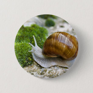 Snail of Burgundy 6 Cm Round Badge