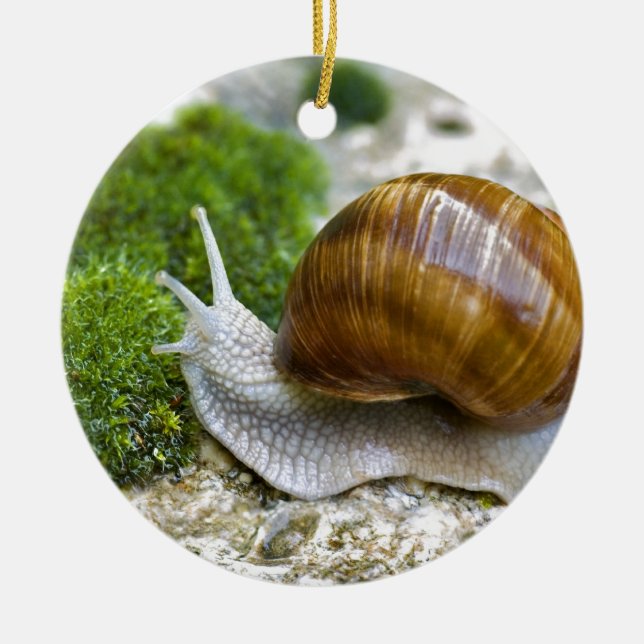 Snail of Burgundy Ceramic Tree Decoration (Front)