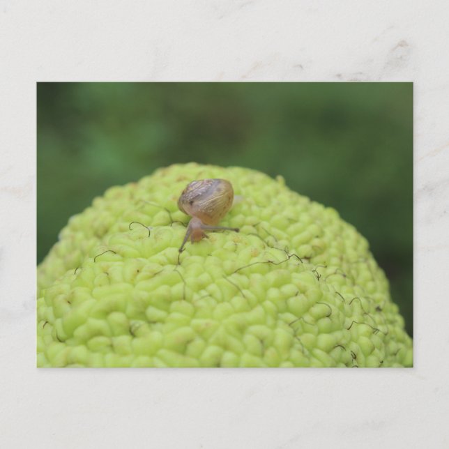 Snail on a Hedgeapple #5 Postcard (Front)