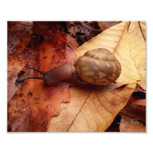 Snail on a Mission Photo Print