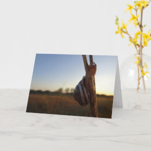 Snail on a Stem Card
