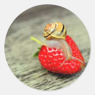 Snail on Strawberry Classic Round Sticker